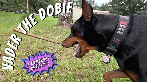 Doberman’s Morning Walk with Fence Fights & Chicken Cam | "Did You Just Have a Floppy Ear?” 😂