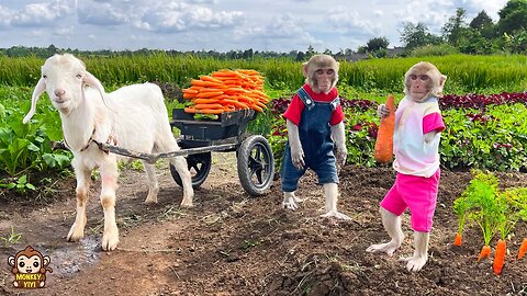 YiYi and YinYin takes goats to harvest carrots to sell to feed the piggy bank