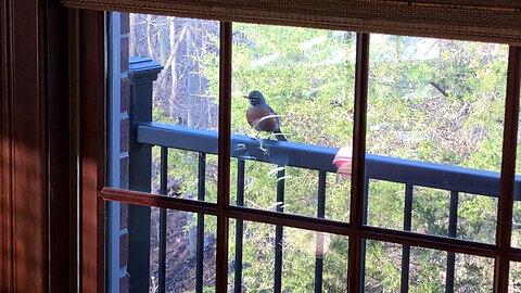 March 20, 2021 - A Visitor on the First Day of Spring