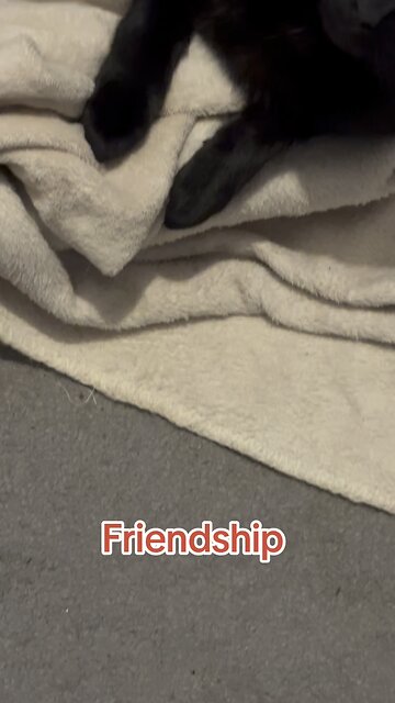 Pets friendship