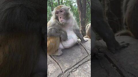 Fat meat does not allow monkeys to be photographed