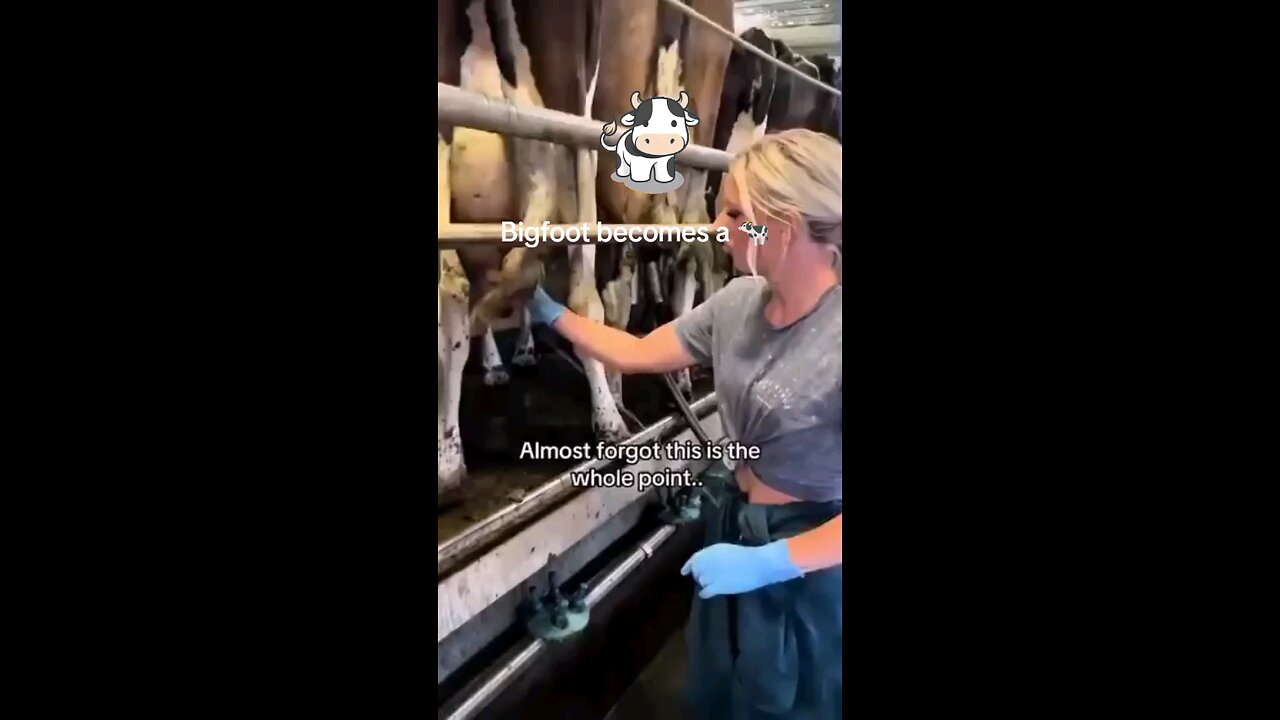 Bigfoot becomes a cow