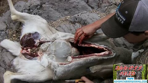 How to Field Dress a Deer , #gut, #dress,