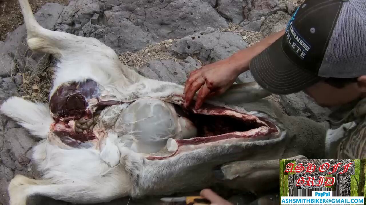 How to Field Dress a Deer , #gut, #dress,