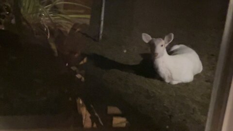 White Deer Resting in Back Yard