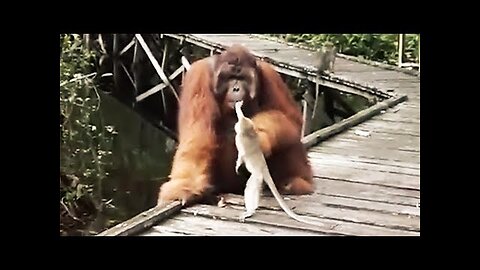 Never Steal a Banana from a Orangutan's Mouth