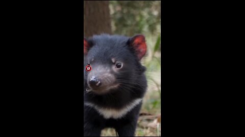 FAKTA UNIK !!! Tasmania Devil... #faktaunik