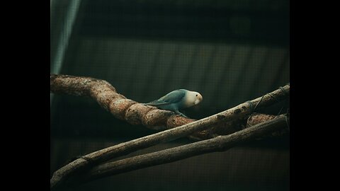 Tropical Lovebird Symphony: Rainforest Ambiance with Bird Songs