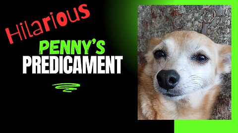 Penny's Not Laughing Now!