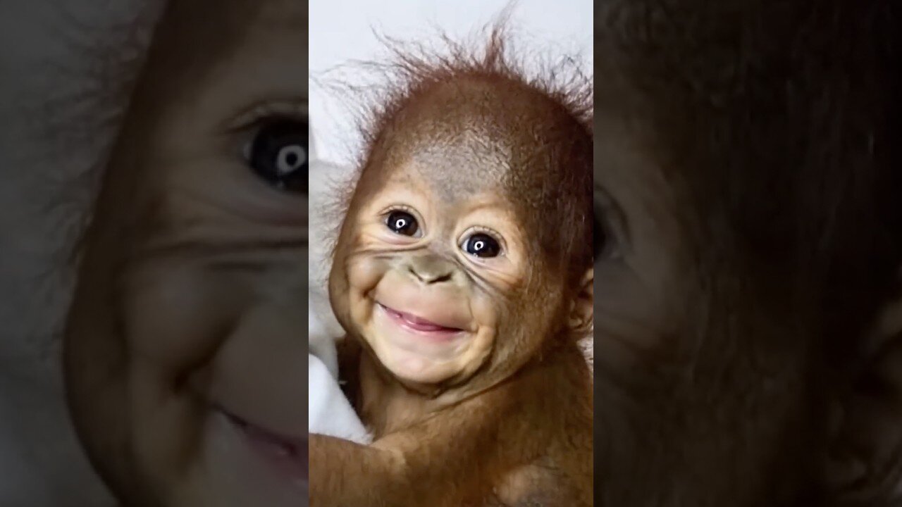 This Baby Monkey First Bite Ever… and That Smile? Unforgettable.