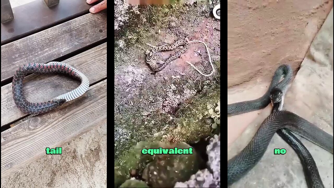 Tail-eating