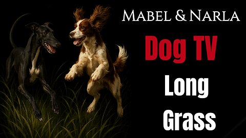 Dogs TV: Mabel & Narla | Playing In Long Grass