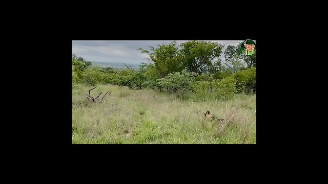 Wild dog rescued from leopard by friends