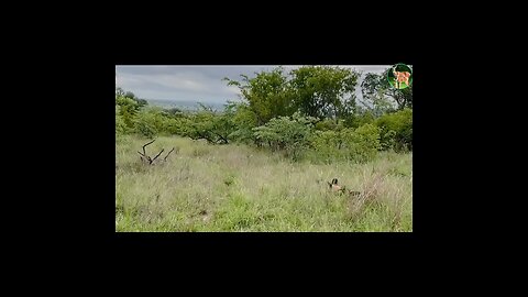 Wild dog rescued from leopard by friends