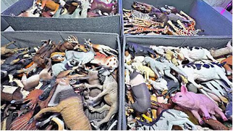 600 Animals! Farm Animals, Deers, Bovines, African Animals, Pets, Cats, Dogs, Giraffes, Zebras,