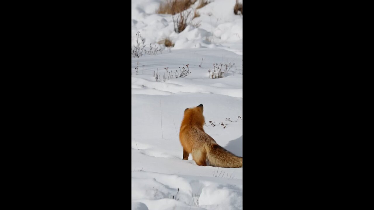 red fox