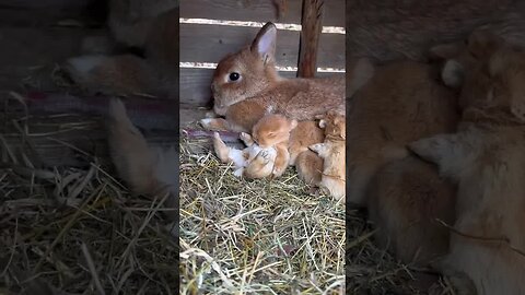 Little rabbit snuggles next to mother and sleeps. Cute pet rabbit. Little cute pet in the countrysi