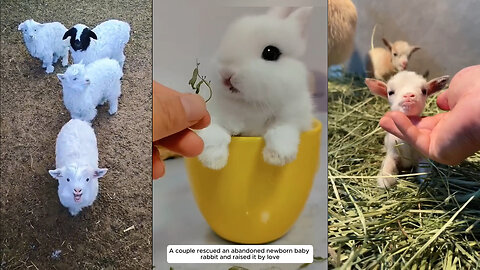 Cutest Baby Animals Videos Compilation | Episode 01