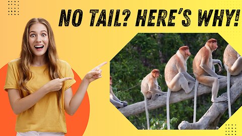 What if Humans Had Kept Their Tails?