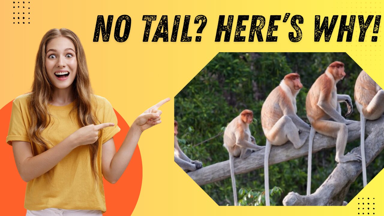 What if Humans Had Kept Their Tails?