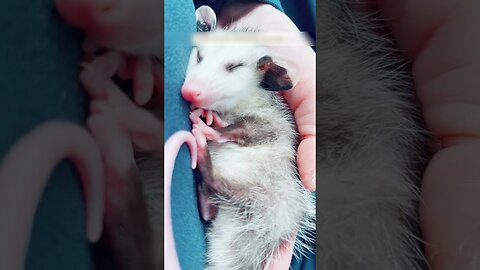 The girl saved the possum from the pool and became his mom