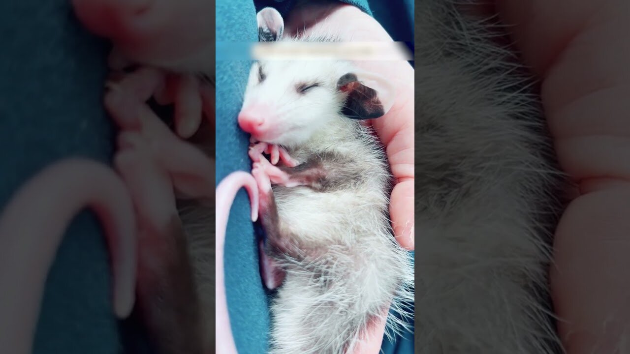 The girl saved the possum from the pool and became his mom