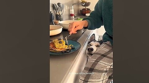 The New Funniest Animal Videos Part 94