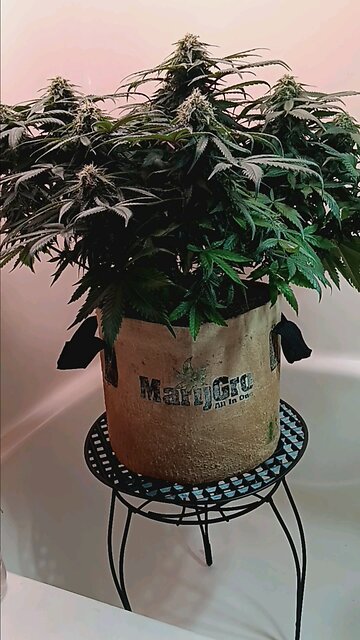 Mimosa cake auto week 10 day 5