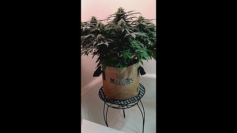 Mimosa cake auto week 10 day 5
