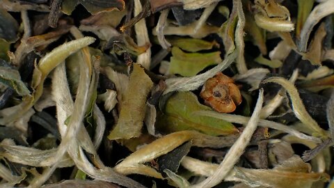 5 Surprising Benefits of White Tea You Need to Know!”: