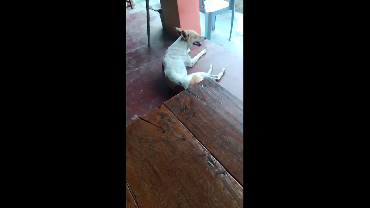 🐶🐶🐶🐶