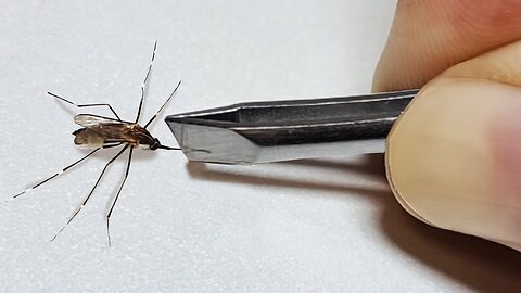 Revenge on the mosquito that bit my daughter (with my mantis 'Kiwi')