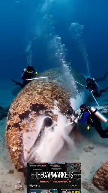 Freeing the Beautiful Dolphin from Barnacle Infestation