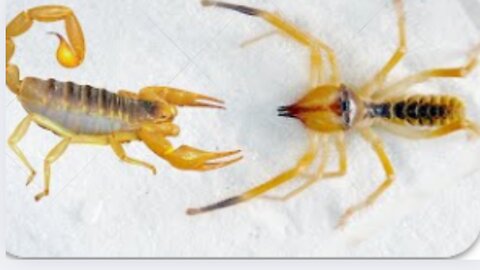 Camel spider vs poisonous scorpion, which is more powerful?
