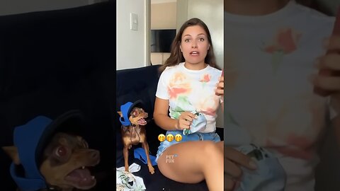 Funny Animals #funnyanimals #animals #pets #shorts