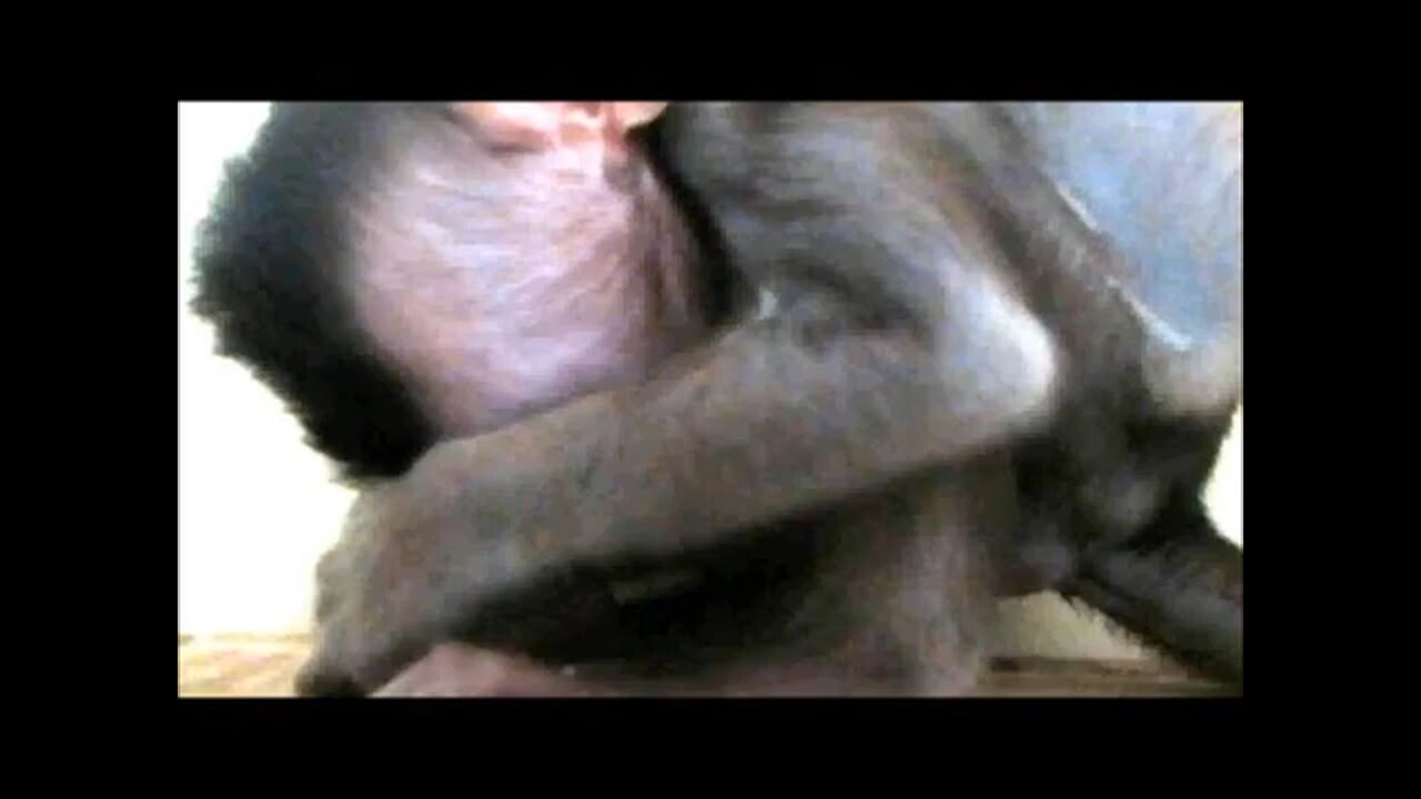 Baby monkey suck the pipe