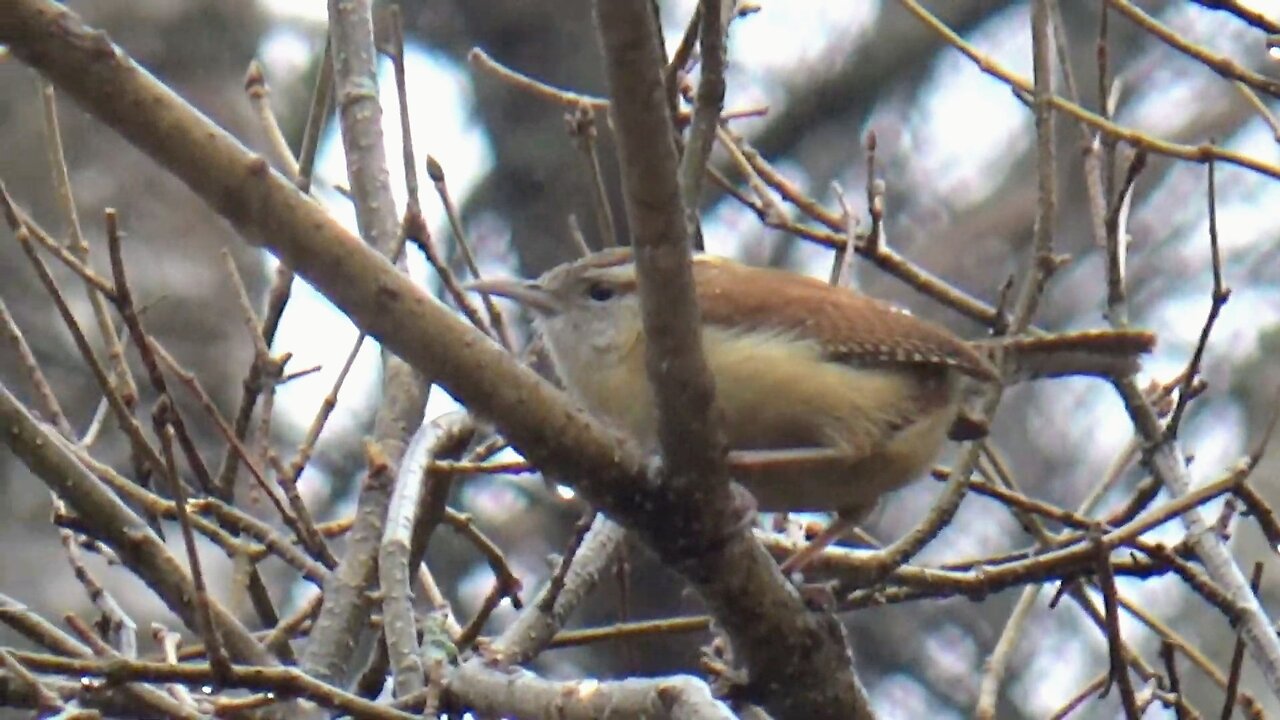 Wren