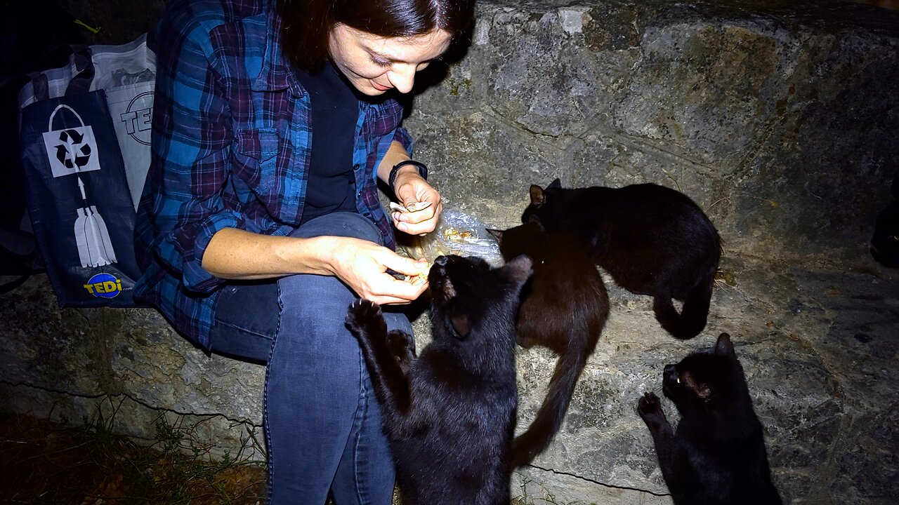 Hungry Night Panthers Get Grabby - Feeding Stray Cats