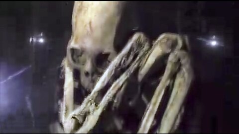 Video Of A Giant Nephelum In A Museum