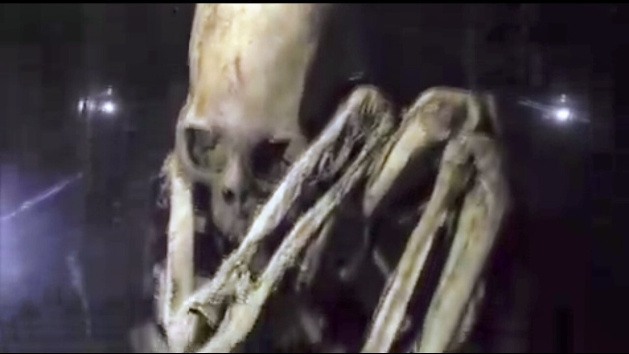 Video Of A Giant Nephelum In A Museum