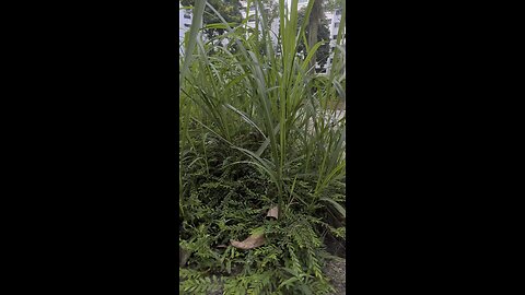 "Weeds: The Silent Garden Killers – How They Steal, Choke, and Destroy Your Plants"