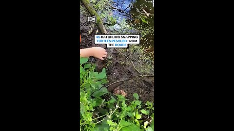 45 Turtles Rescued from the road 