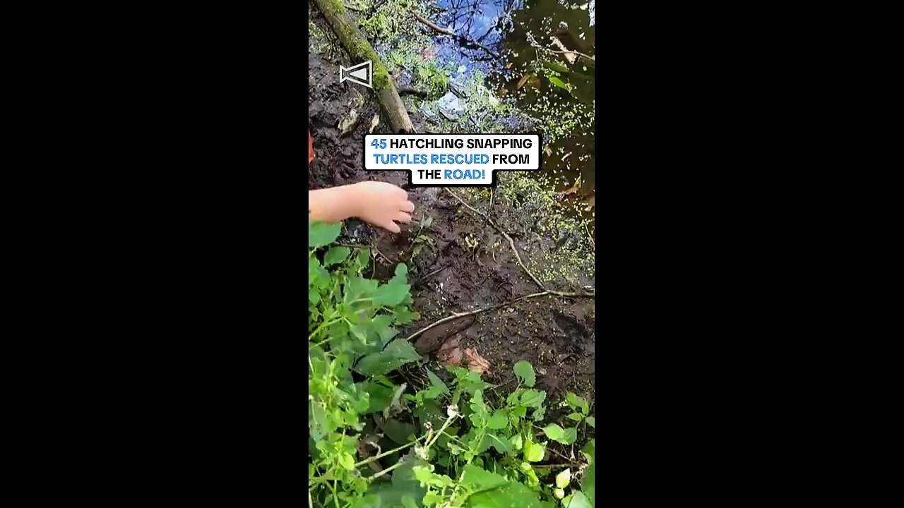 45 Turtles Rescued from the road