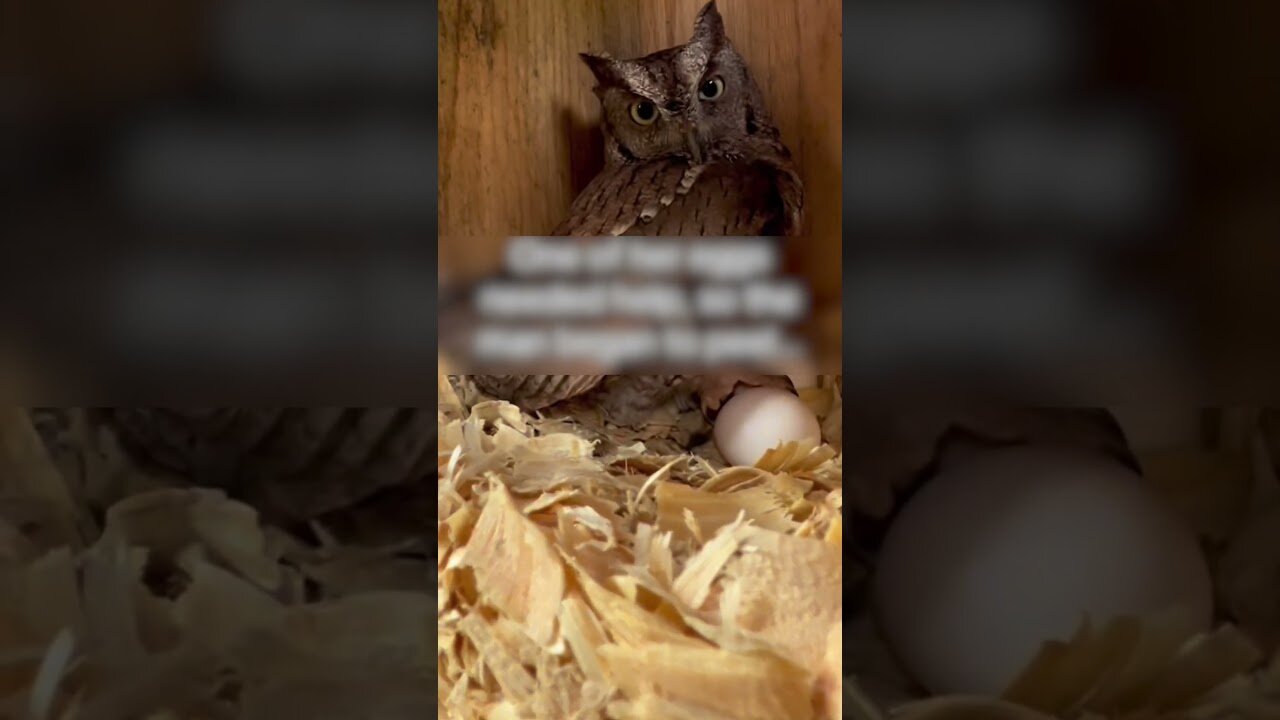 The owl flew to the mans house to ask for help and he built a whole house for her
