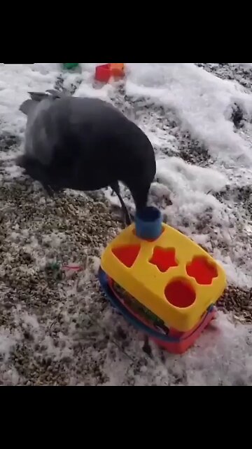 Love All Life Always #484 - Crow Vs. Human...🤣🤣🤣