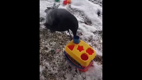 Love All Life Always #484 - Crow Vs. Human...🤣🤣🤣