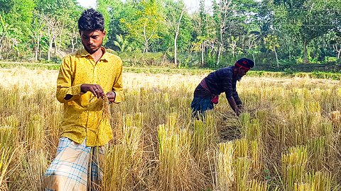 Farmers in Bangladesh