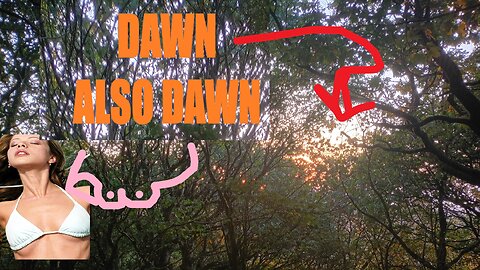 08, #dawn , good morning , hammock , woods , (2)