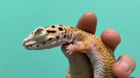 Removing eye caps from leopard gecko