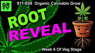 S11-E08 - Day 36 of Veg (Week 6) Up-Pot Day! More Training Cannabis Step By Step!